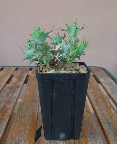 Euphorbia tortirama dyer - euphorbia, r.a.