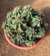 FEROCACTUS ROBUSTUS - CACTUS -