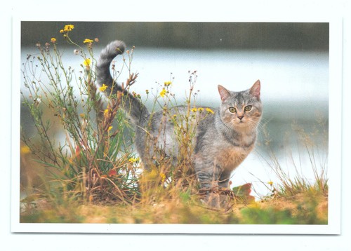 Cartolina postale gatto - cartolina,