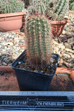 Q Pezzo unico da collezione