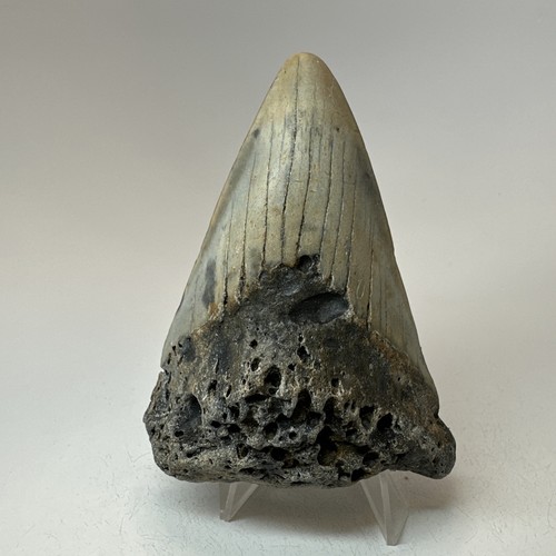 Dente squalo megalodonte - di,
