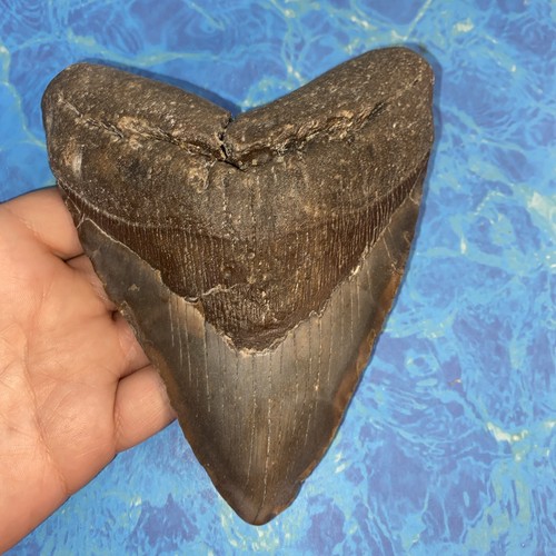 Megalodonte dente squalo - di,