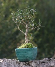 Bonsai Olivastro