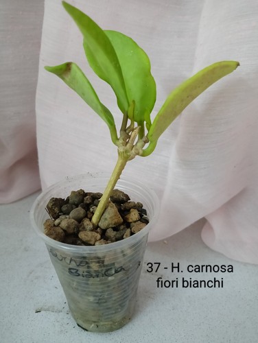 Hoya carnosa fiori bianchi - carnosa,,