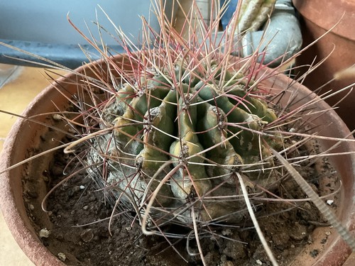 Cactus ferocactus - cactus,