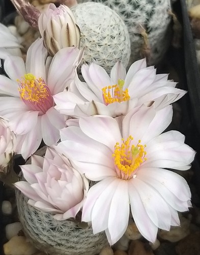 Semi cactus 2 - n.,