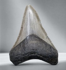 Megalodonte dente squalo - megalodonte,