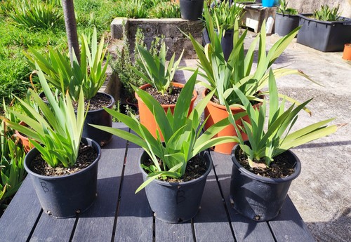 Super prezzo pianta iris - prezzo!,