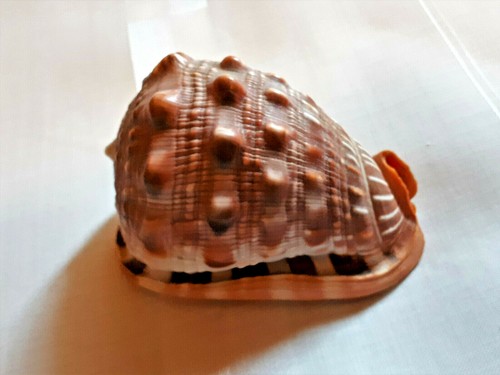Conchiglia cypraecassiss - conchiglia,