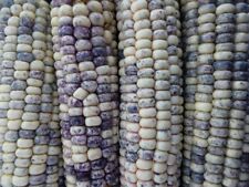 15 SEMI DI MAIS NAVAJO ROBIN