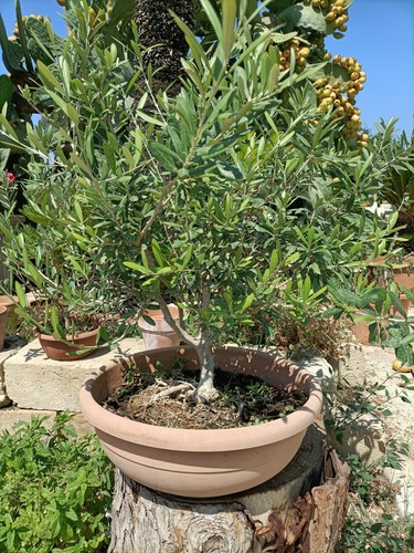 Ulivo bonsai nano - nano, ciotola