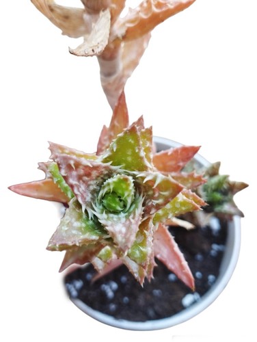 Aloe juvenna - aloe, dente