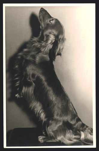 Fotografie bassotto - 7,