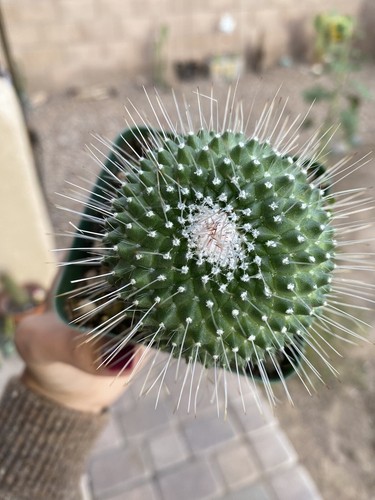 Mammillaria spinosissima unico - spinosissima,