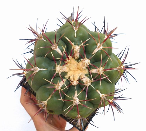 Thelocactus heterochromus