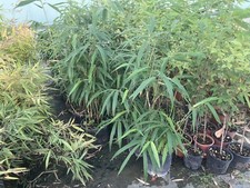 Bambù Pseudosasa Japonica Metake Pianta Altezza 80/100 Cm Vaso 24 Rizoma Forte