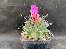 Thelocactus rinconensis ssp - thelocactus,