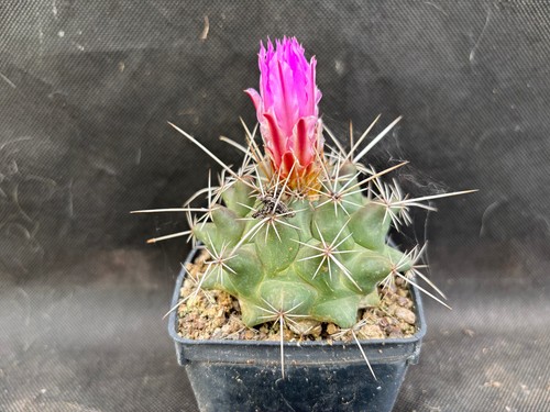 Thelocactus rinconensis ssp - thelocactus,