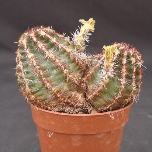 Echinocereus viridiflorus