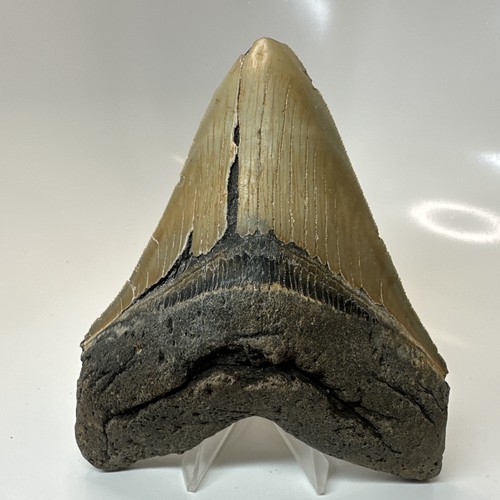 Dente squalo megalodonte - dente,