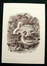 Vecchia Stampa CIGNO ANATRE Cornice Secco