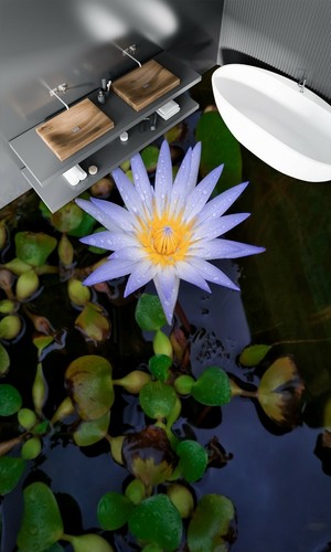 Viola lotus 311 pavimento - lotus,