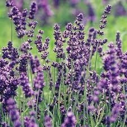 Semi cimelio lavanda inglese