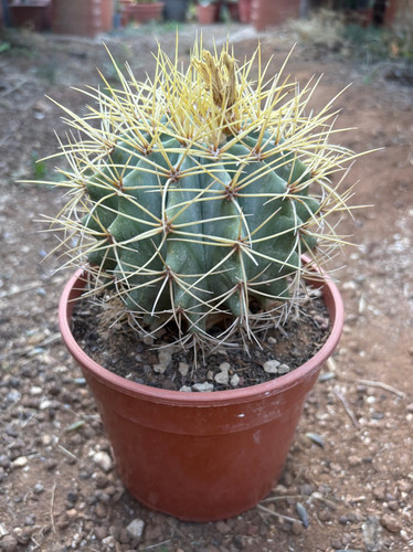 Ferocactus glaucescens - ferocactus,