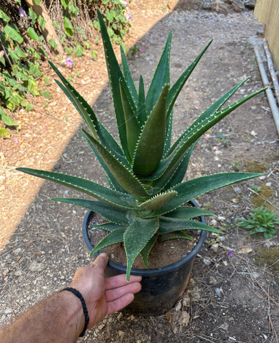 Aloe mitriformis succulenta - -,