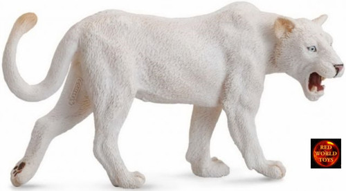 White lion lioness - lioness, african