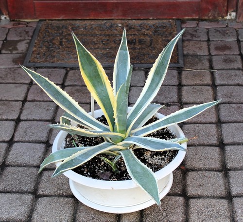 Agave americana variegata - agave,