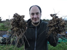 Tuberi di vite Madeira -