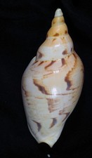 VOLUTA ERICUSA FULGETRUM  LUNISLIGATA TOP #1