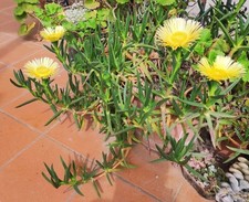 ?Vaso Ø 9,5Cm CARPOBROTUS EDULIS LUTEUS Fiori GIALLI? Fichi Ottentotti+Omaggio