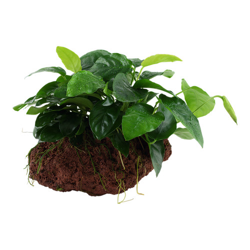 Pianta per acquario - , anubias