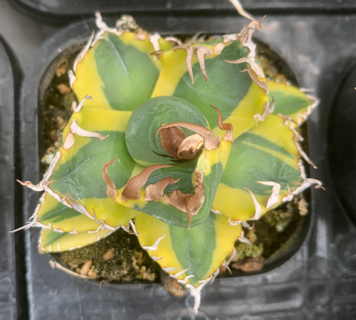 Sale rare plant agave - plant, titanota