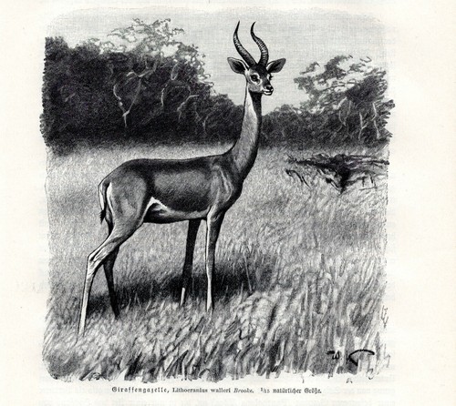 Gazzella giraffa litocranius - gazzella, (litocranius