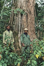 JUNIPERUS PROCERA - GINEPRO