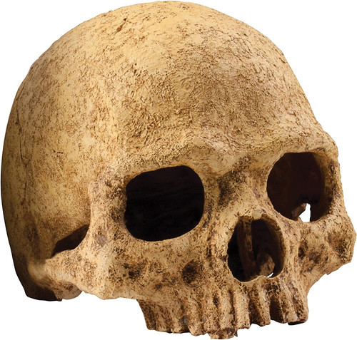 Teschio nascondiglio per - ,,