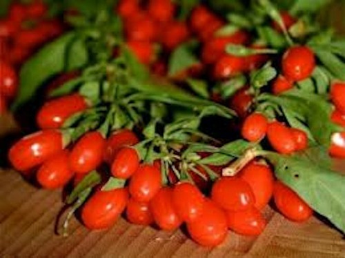 Bacche goji da - bacche, di