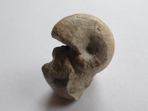 Aspidoceras situ - aspidoceras,