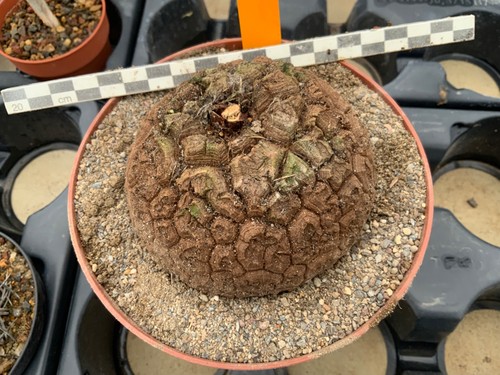 168 dioscorea elephantipes - 168,