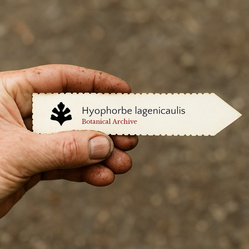 Hyophorbe lagenicaulis seeds - hyophorbe,