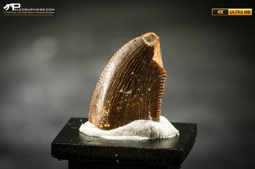 Dente fossile dinosauro - fossile,