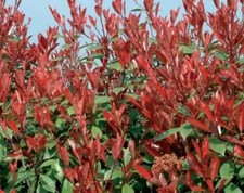 Photinia x Fraseri Red Robin Photinia Compatta da siepe in vaso 2 lt h. 40/60 cm