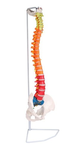 Colonna vertebrale flessibile - vertebrale,
