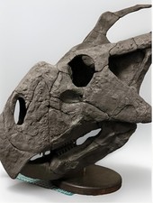 Teschio Protoceratops 1:1 su