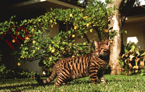 Picture postcard cat toyger - picture,