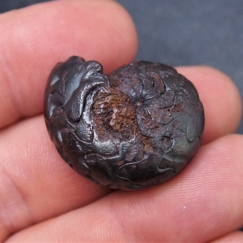 Lotto ammonite fossile