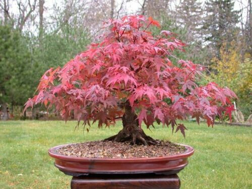 Acer palmatum atropurpureum - palmatum,
